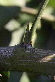              Second - third year twig (Riverside, CA)       