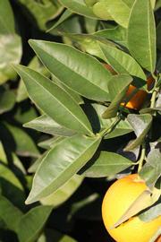            Sun leaves (Riverside, CA)   