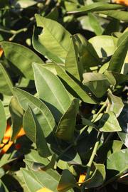            Sun leaves (Riverside, CA)   