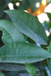            Shade leaves (Riverside, CA)   