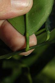              Petiole (Riverside, CA)       