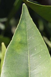              Margin (Riverside, CA)       