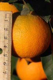              Fruit (Riverside, CA)       