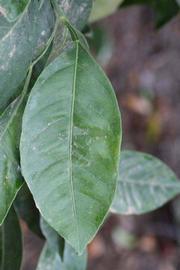            Unifoliolate leaf  Citrus unshiu       (Dobashi Beni, Riverside, CA)   