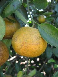           Fruit of  Citrus unshiu     (Dobashi   Beni, Winter Haven, FL)   