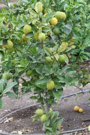               Habit (Doctor Strong, Riverside,   CA)   