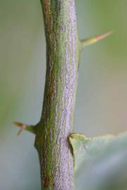                 Second - third year twig (Doctor Strong, Riverside,   CA)       