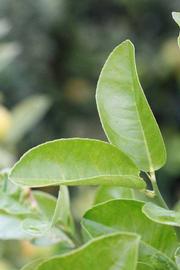               Sun leaves (Doctor Strong, Riverside,   CA)   