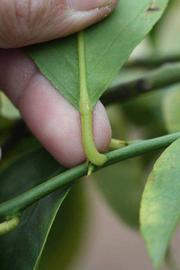                 Petiole (Doctor Strong, Riverside, CA)       