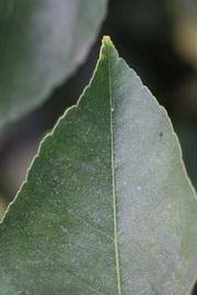                 Margin (Doctor Strong, Riverside,   CA)       