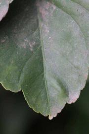                 Margin (Doctor Strong, Riverside,   CA)       