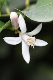                 Flower (Doctor Strong, Riverside,   CA)       