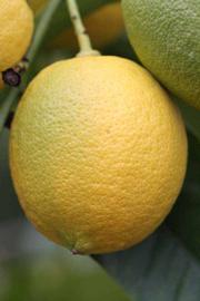                 Fruit (Doctor Strong, Riverside,   CA)       