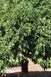            Habit (Riverside, CA)   