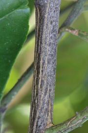              Second - third year twig (Riverside, CA)       