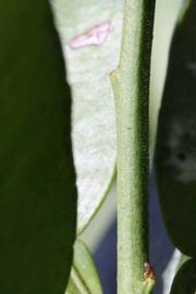            First year twig (Riverside, CA)   