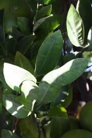              Shade leaves (Riverside, CA)       