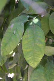              Unifoliolate leaf (Riverside, CA)       