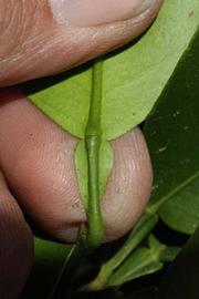              Petiole (Riverside, CA)       