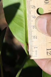              Unifoliolate leaf (Riverside, CA)       