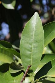              Unifoliolate leaf (Riverside, CA)       