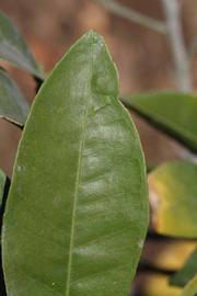              Margin (Riverside, CA)       