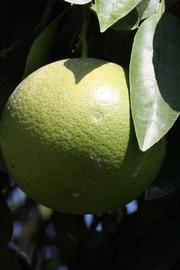            Immature fruit (Riverside, CA)   