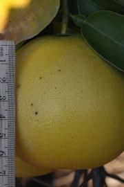              Fruit (Riverside, CA)       