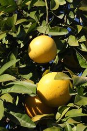              Fruit (Riverside, CA)       