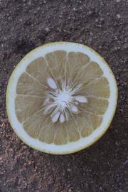              Fruit cross-section (Riverside, CA)       