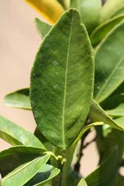              Unifoliolate leaf (Riverside, CA)       