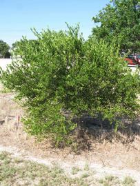            Habit (Winter Haven, FL)   