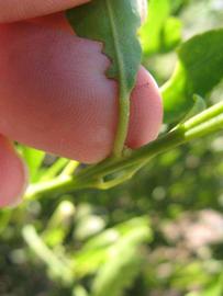              Petiole (Winter Haven, FL)       