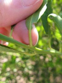              Petiole (Winter Haven, FL)       