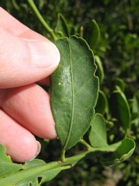              Unifoliolate leaf (Winter Haven, FL)       