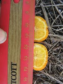              Fruit cross-section (Winter Haven, FL)       