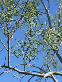             Sun leaves (Winter Haven, FL)       