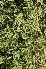              Sun leaves (Riverside, CA)       