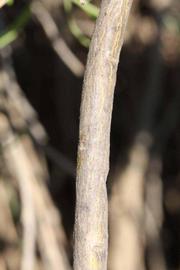              Second - third year twig (Riverside, CA)       