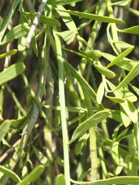              Sun leaves (Riverside, CA)       