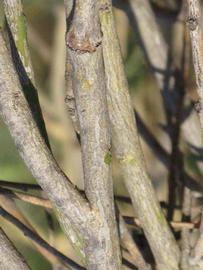              Second - third year twig (Riverside, CA)       