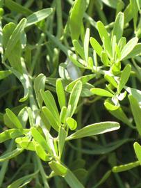              Sun leaves (Riverside, CA)       