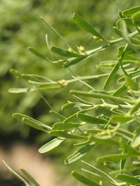              Sun leaves (Riverside, CA)       