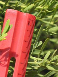              Unifoliolate leaf (Riverside, CA)       