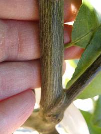              Second - third year twig (Estes, Winter Haven, FL)       