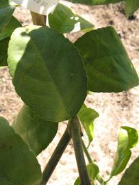            Shade leaves (Estes, Winter Haven, FL)   
