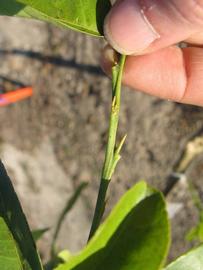              First year twig (Estes, Winter Haven, FL)       