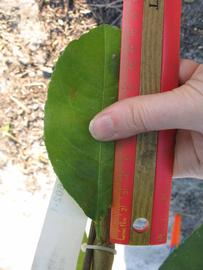              Unifoliolate leaf (Estes, Winter Haven, FL)       