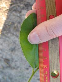              Unifoliolate leaf (Estes, Winter Haven, FL)       