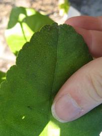              Margin (Estes, Winter Haven, FL)       